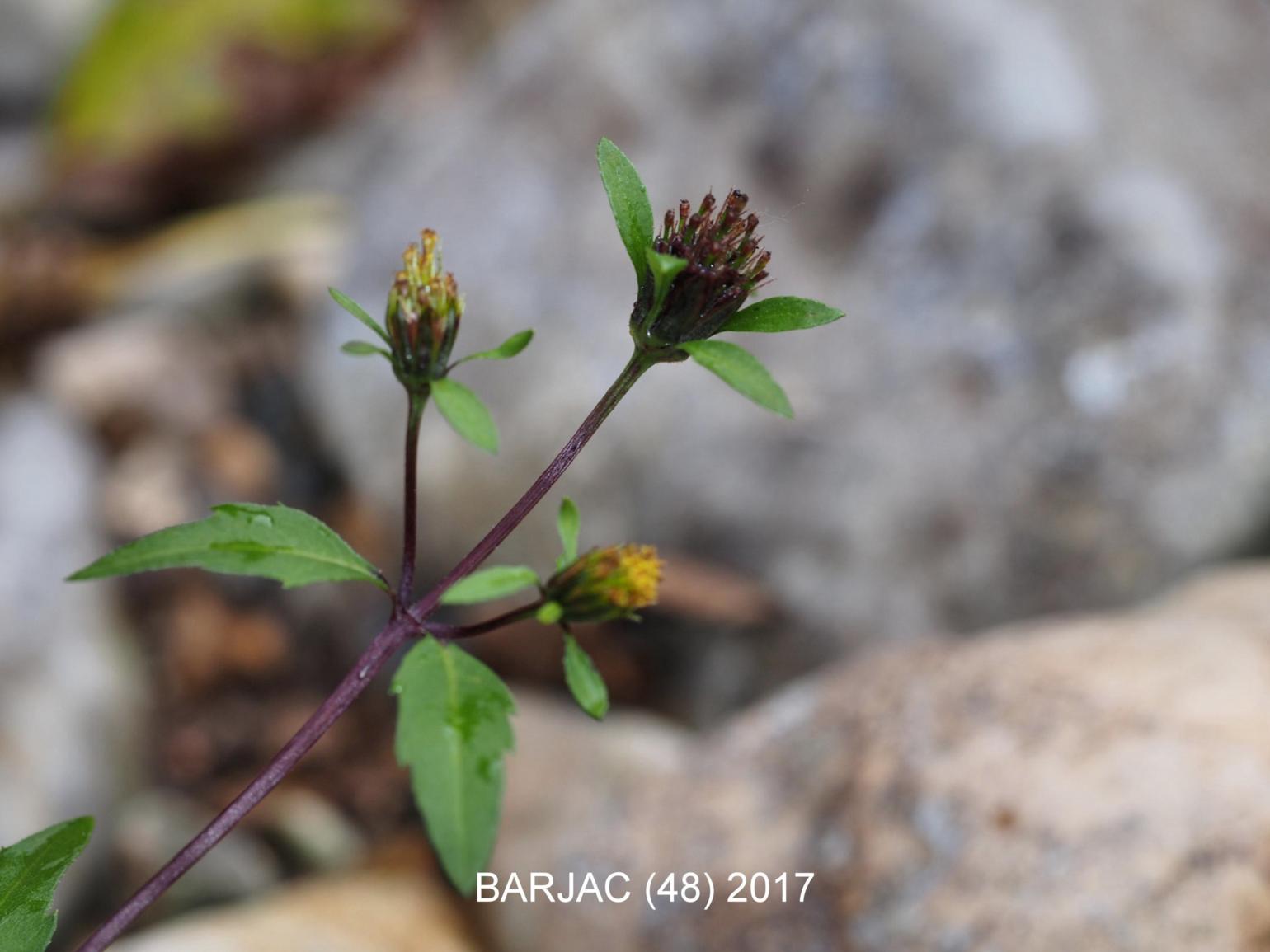 Bur marigold, Tripartite